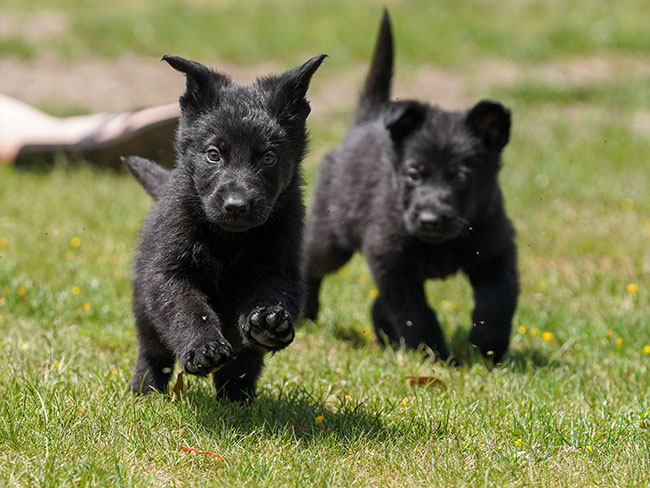 black german shepherds puppies