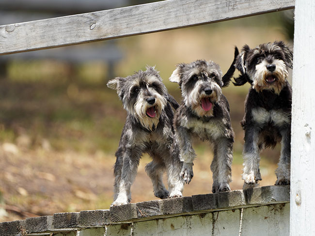 Miniature Schnauzer Breeder Brisbane - Black Winter K9 Group