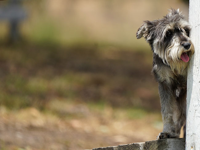 Miniature Schnauzer Breeder Brisbane - Black Winter K9 Group