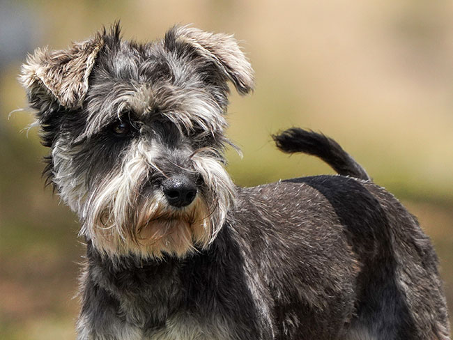 Miniature Schnauzer Breeder Brisbane - Black Winter K9 Group