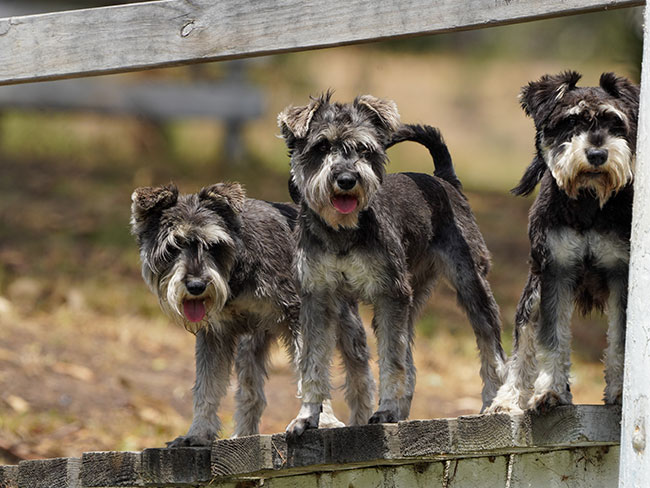 Miniature Schnauzer Breeder Brisbane - Black Winter K9 Group