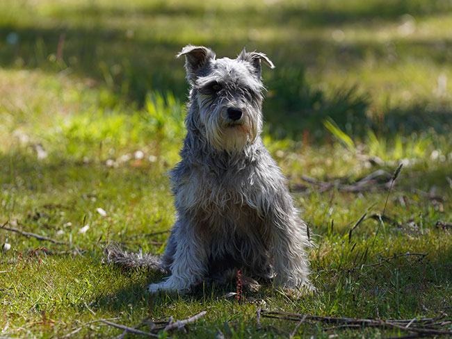 Miniature Schnauzer Breeder Brisbane - Black Winter K9 Group